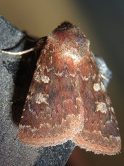Cerastis tenebrifera