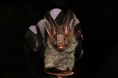 Megaderma spasma