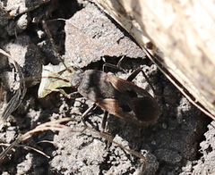 Rhyparochromus