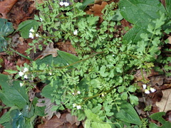 Cardamine graeca