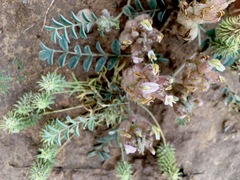 Astragalus chaetodon