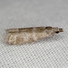 Ephestia columbiella