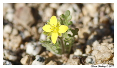 Tropidocarpum gracile