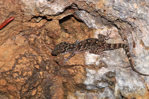 Cyrtodactylus darmandvillei