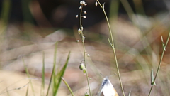 Thysanocarpus curvipes