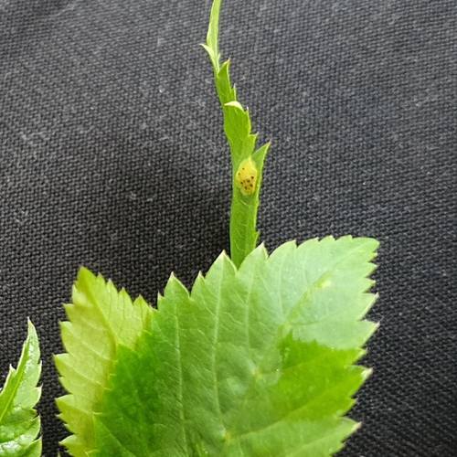Puccinia aegopodii