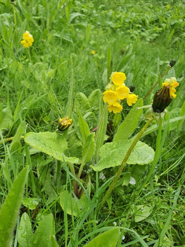 Cowslip