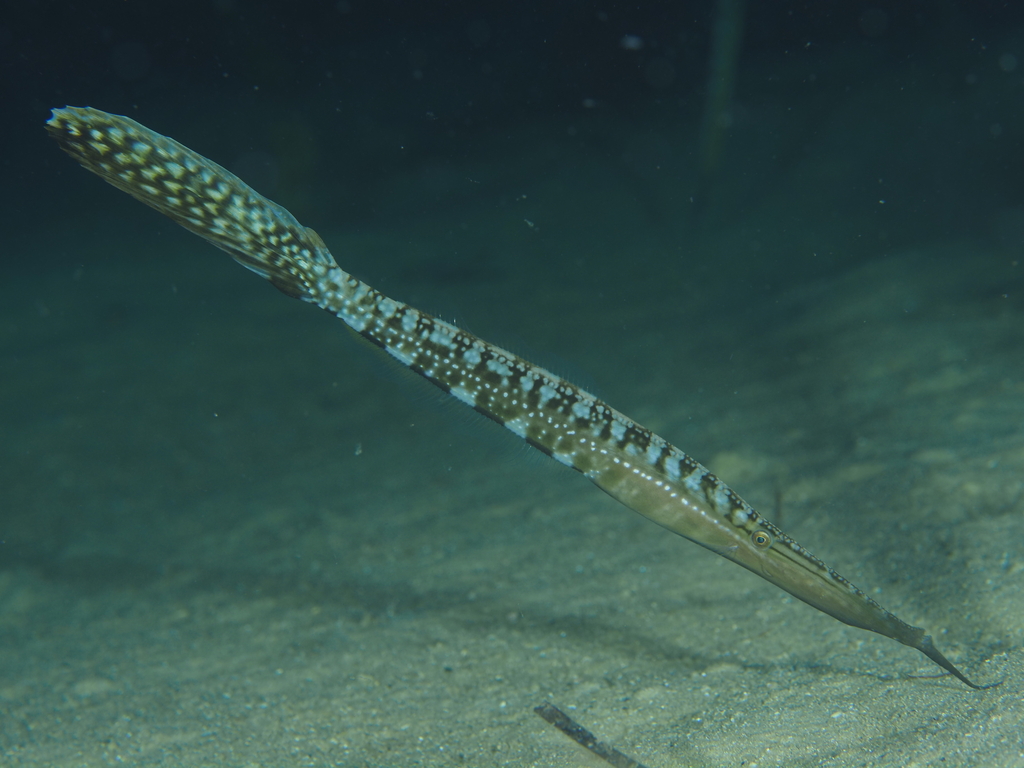 Barbelled leatherjacket (Anacanthus barbatus) — Monacanthidae