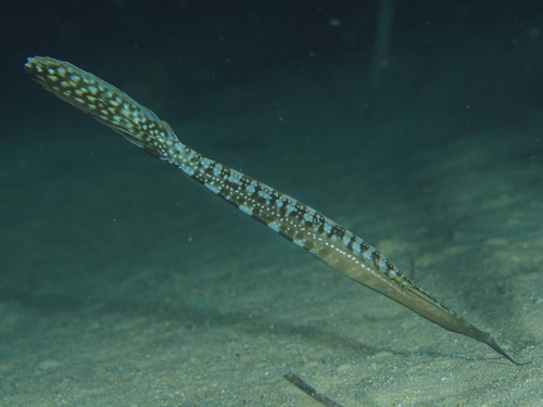 Barbelled leatherjacket (Anacanthus barbatus) — Monacanthidae