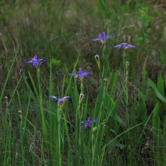Iris giganticaerulea