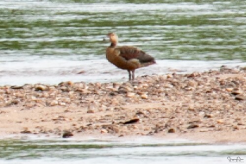 Lesser Whistling-Duck