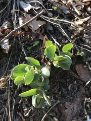 Hylotelephium maximum ruprechtii