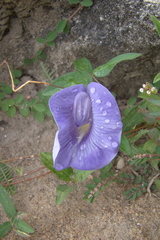 Centrosema brasilianum