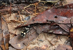 Traumatomutilla incerta