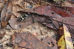 Traumatomutilla incerta