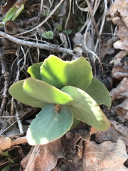 Hylotelephium maximum ruprechtii