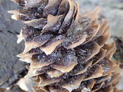Pucciniastrum areolatum