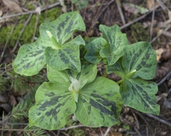 Trillium albidum