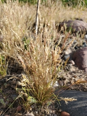 Festuca octoflora
