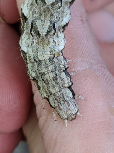 Sad Underwing photo 3