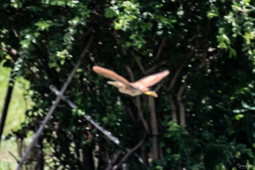 Cinnamon Bittern