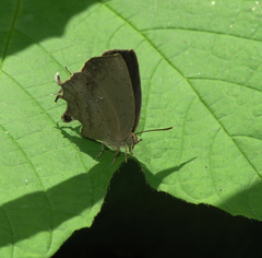 Surendra quercetorum