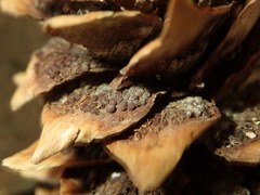 Pucciniastrum areolatum