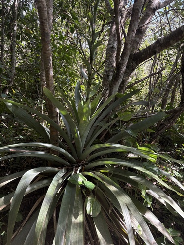 Vriesea gigantea, photograph 5