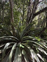 Vriesea gigantea, photograph (c) LPB, some rights reserved (CC BY)