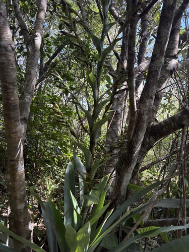 Vriesea gigantea, photograph 6