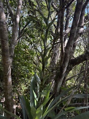Vriesea gigantea, photograph (c) LPB, some rights reserved (CC BY)