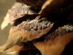 Pucciniastrum areolatum