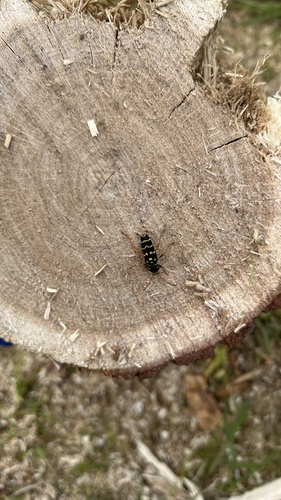 Plagionotus arcuatus