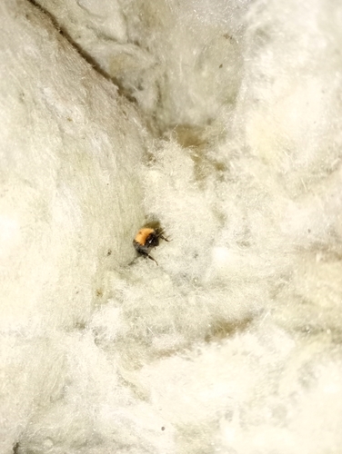 Tree Bumble Bee
