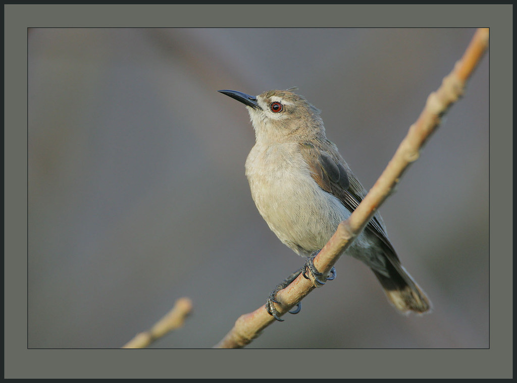 Mouse-brown Sunbird (Anthreptes gabonicus) photo