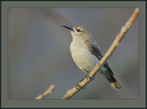 Mouse-brown Sunbird