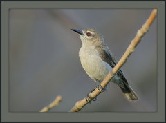 Mangrove Sunbird photo 1