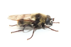 Criorhina verbosa