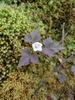 Wood Anemone Species Complex - Photo (c) laurenis4animals, some rights reserved (CC BY-NC), uploaded by laurenis4animals