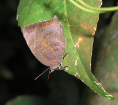Arhopala centaurus nakula