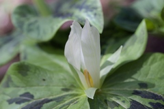Trillium albidum