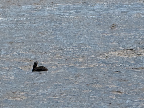 Brown Pelican photographed in Mississippi