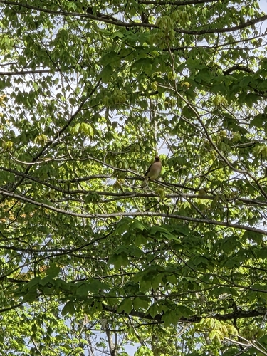 Cedar Waxwing