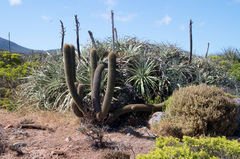Trichocereus chiloensis litoralis