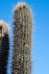 Trichocereus skottsbergii