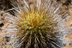 Trichocereus skottsbergii