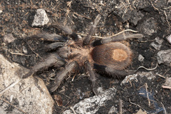 Bonnetina papalutlensis