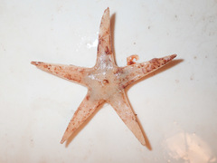 Bathybiaster vexillifer