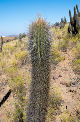 Trichocereus skottsbergii