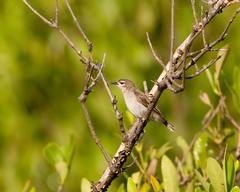Mangrove Sunbird photo 3